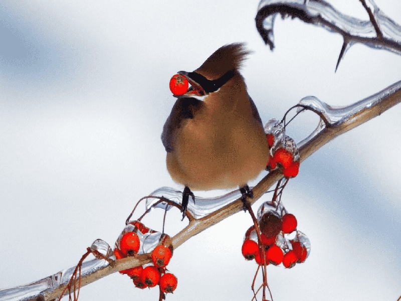 试管加热最大温度（用试管养蚁王）