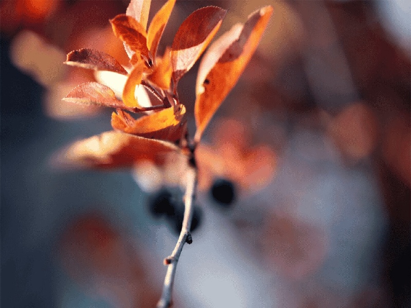 太原试管做几代好,2024年太原试管腹水喝雪梨水（试管会怀孕吗）