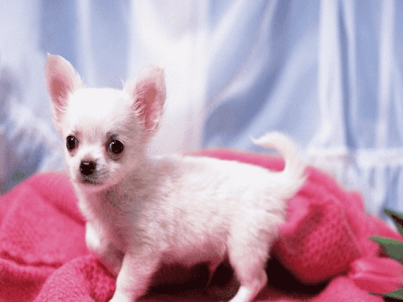 太原试管为什么不能太胖（万元试管）